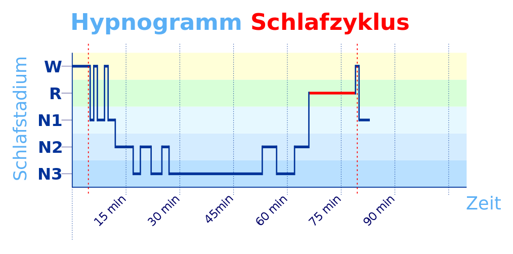 Schlafphasen Diagramm